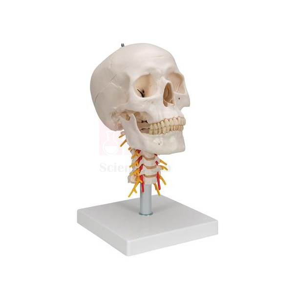 Human Skull with Cervical Spine Model